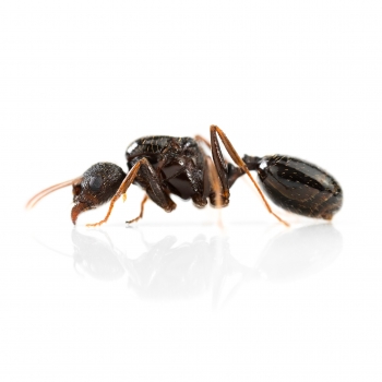 Aphaenogaster gibbosa